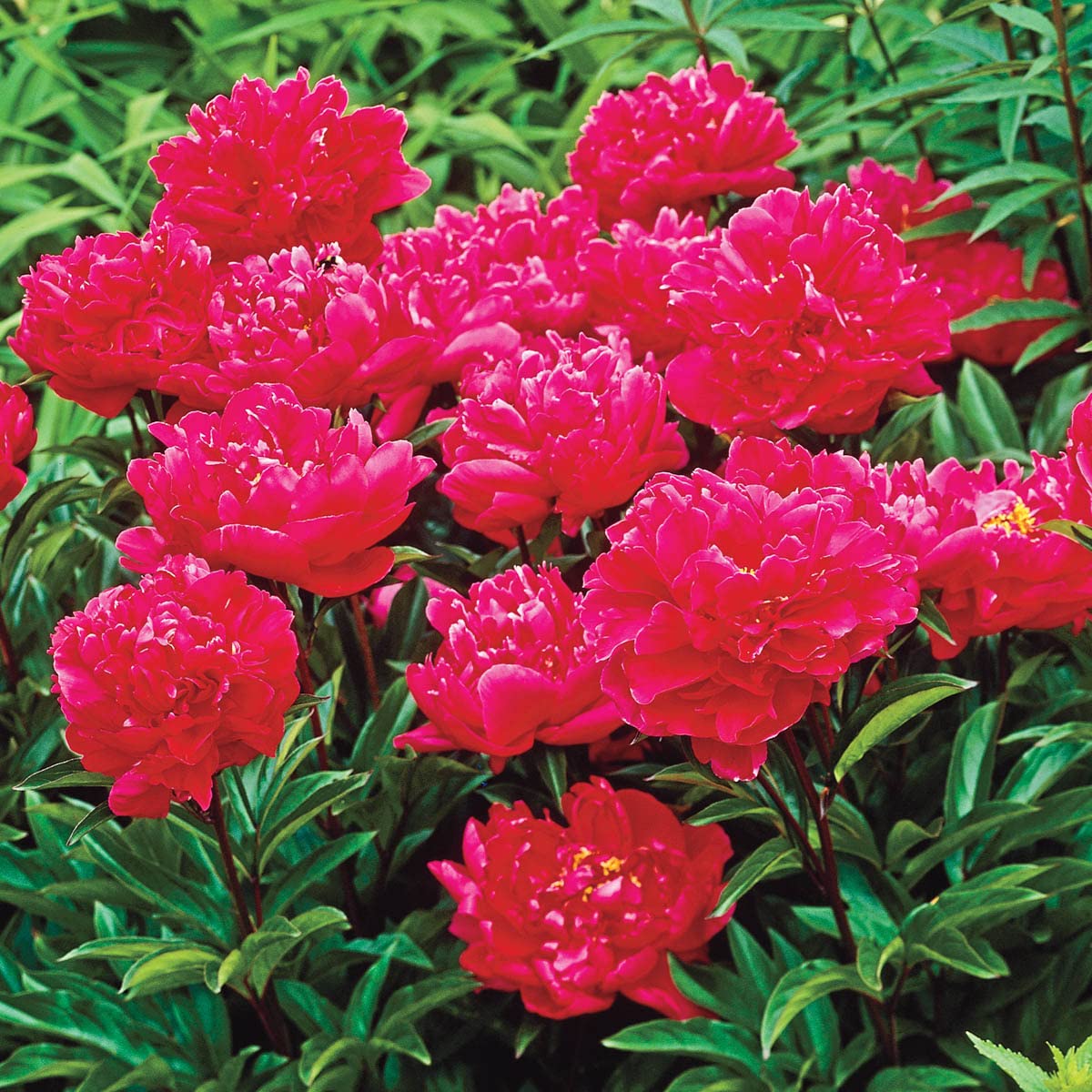 Karl Rosenfield Peony Dormant Bare Root Double Red Flowering Perennial (1-Pack)