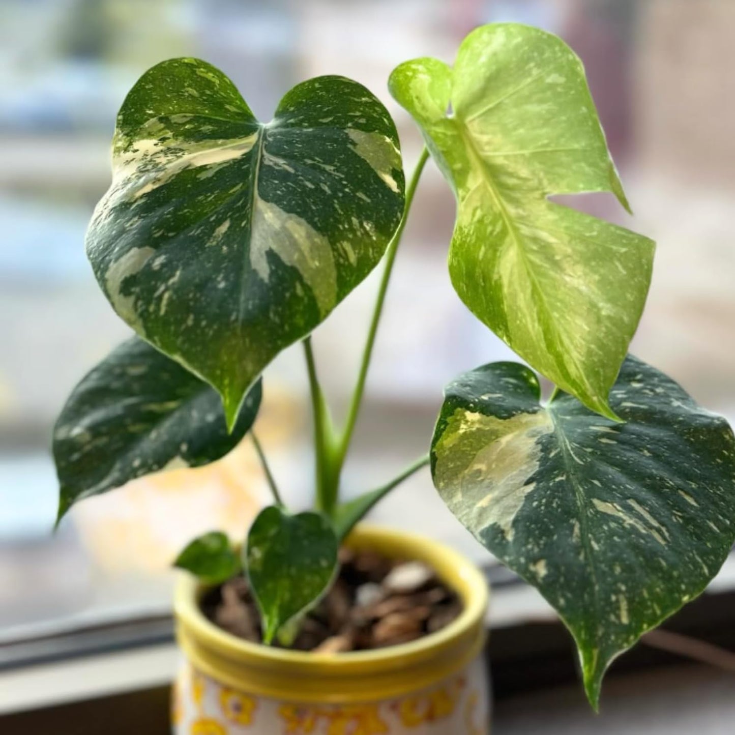 Constellation Monstera Plant, Rare Variegated Monstera Live Plant, Philodendron Houseplant for Indoor Growing, 4 to 6 Inc Tall