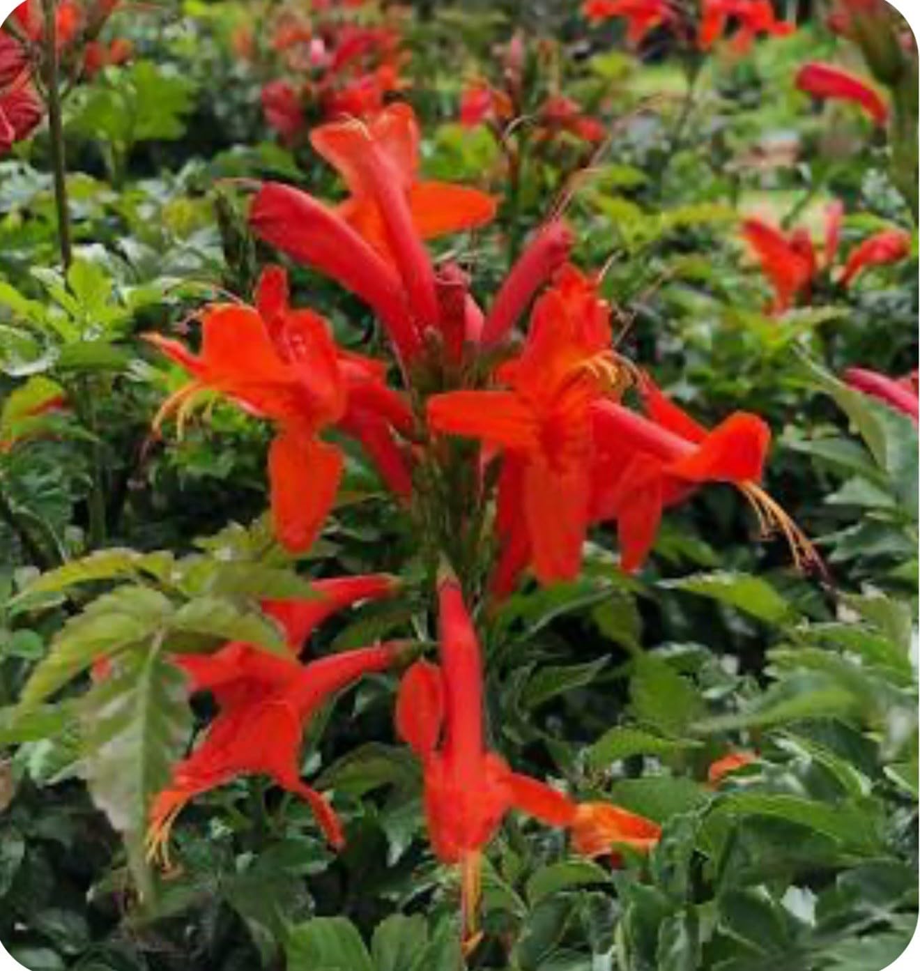 Live Plant - Cape Town Red Tecomariasmall Rooted Starter Planthummingbird Heaven!