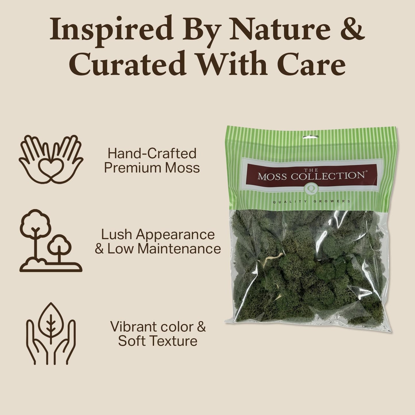Quality Growers - Preserved Reindeer Moss - Moss for Crafts, Home Decor, Art, Design & DIY Projects - Non-Toxic - USA Made (Basil, Medium)