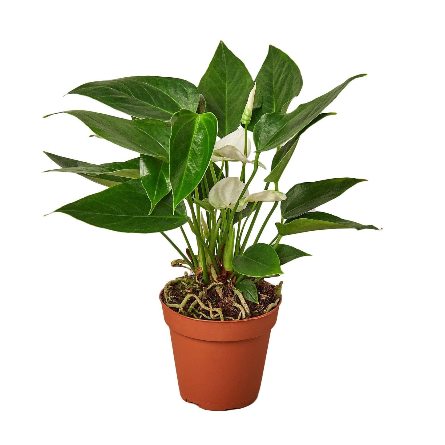 Anthurium 'White' | Live Plant for Indoor & Outdoor | for Living Room, Office, Bathroom | (4" Pot)