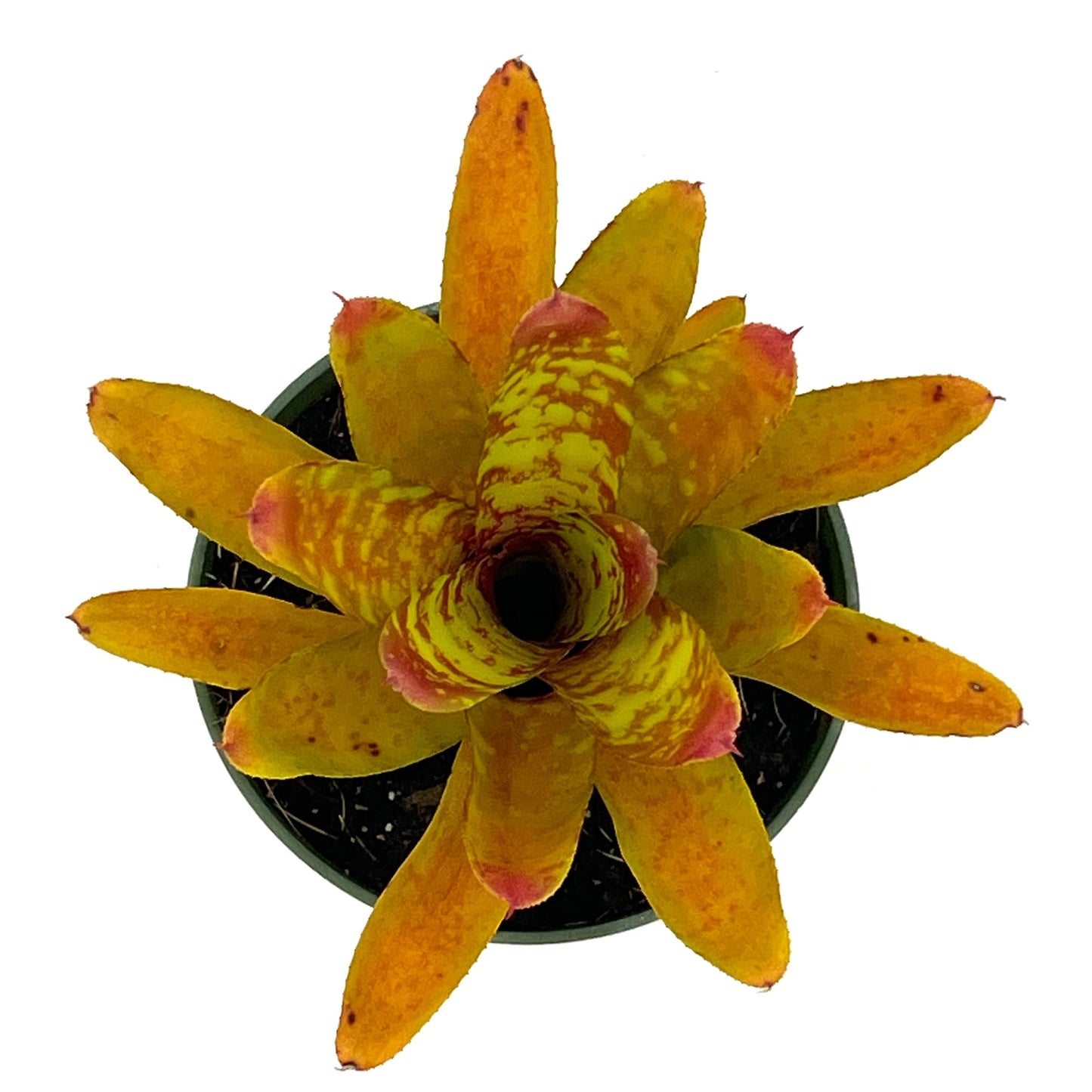 ragnaroc Live Plants – Bromeliad Neoregelia Clementine, 4-8" in 4" Pot - 1ct - Live Arrival Guaranteed - House Plants for Home Decor & Gift