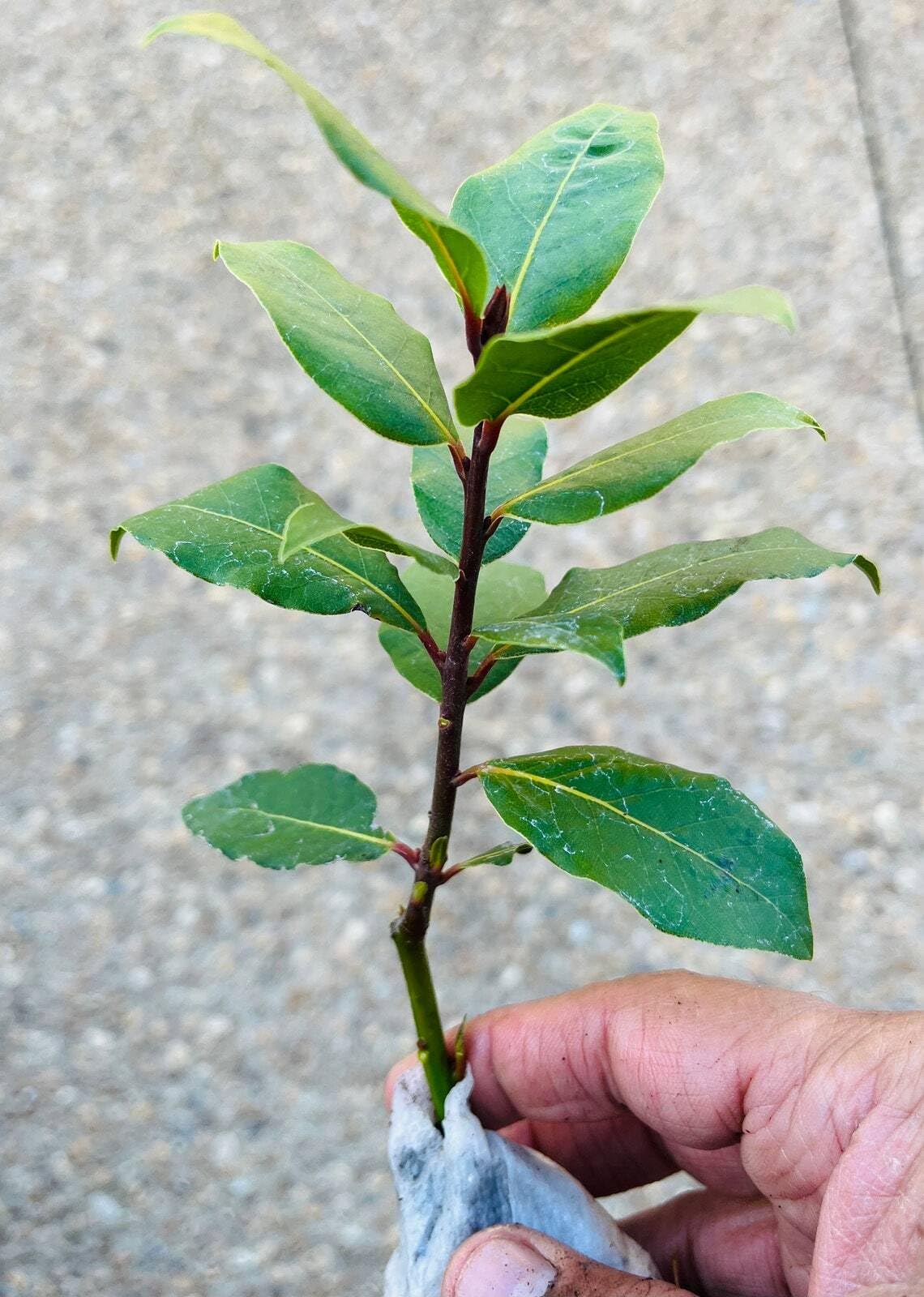 Live Plant - Bay Leaf Tree - 5-6" Tall Live Plant, Seedling, Sweet Bay Laurel, Laurus nobilis