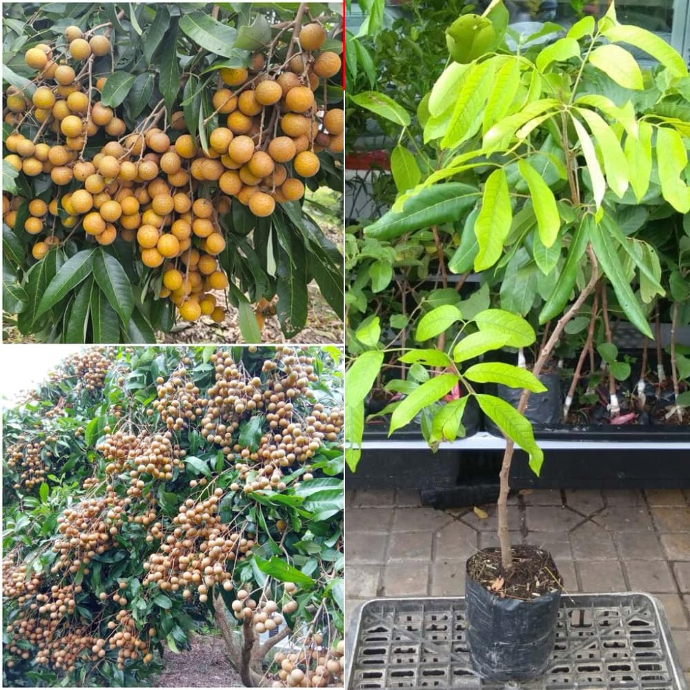 2 Longan Trees Live Plants Tropical Fruit 8-12" Tall Seedling, Zones 9-11