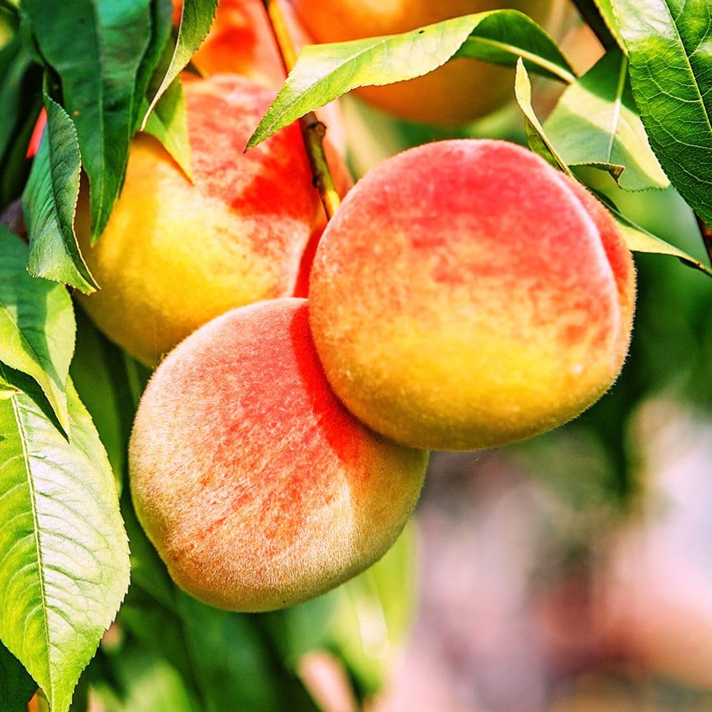 Belle of Georgia Peach Tree, Cold Hardy, Deciduous, Self-Pollinator, 1 gal Nursery Pot, 1-2 ft Tree Height (Due to Agricultural Laws, we Cannot Ship to CA, AZ, AK, or HI)