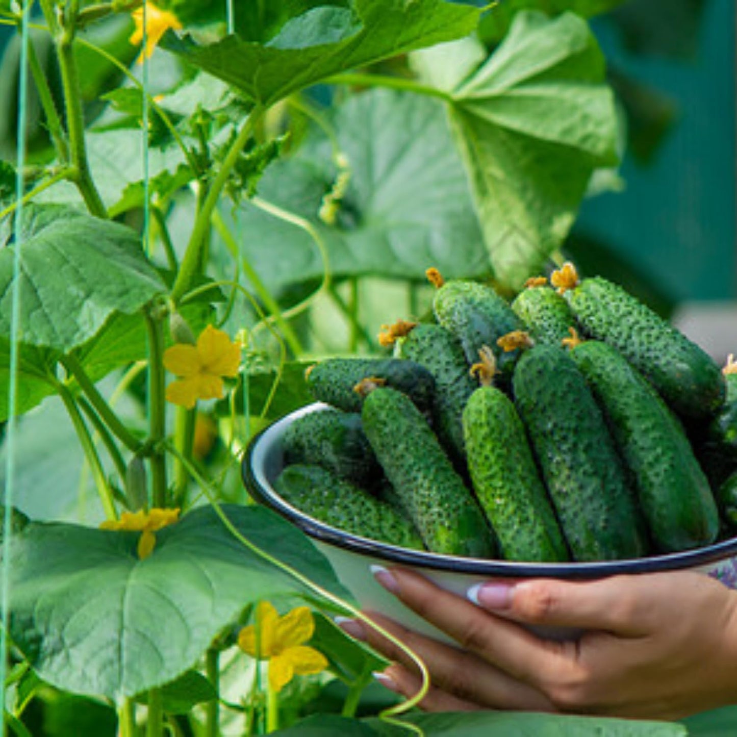 2 Cucumber Plants Live, Live Green Cucumber Plants, 3 to 5 Inches Tall, 4 Inches Pot, Cucumber Live Plants, Cucumber Starter Plants Growing Outdoor