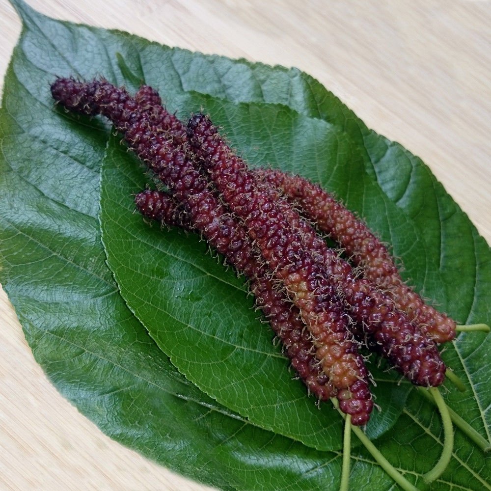 Long Mulberry Tree 'Pakistan Black Mulberry Tree Morus nigra Live Plant Fruit