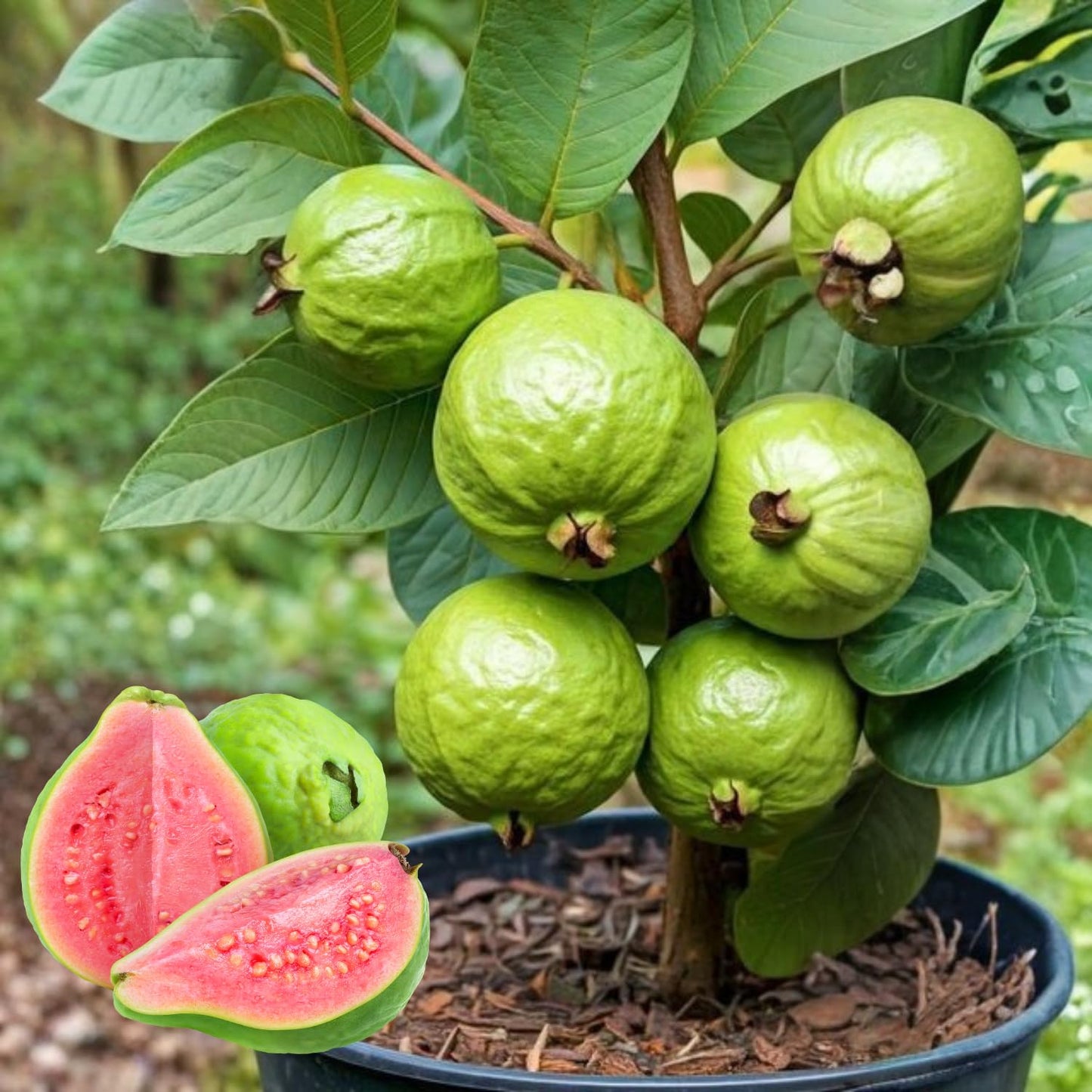 Pink Guava Tree Live Plant, 4-6 Inches Guava Fruit Tree Well Rooted, Tropical Fruit Trees for Containers and Garden Growing