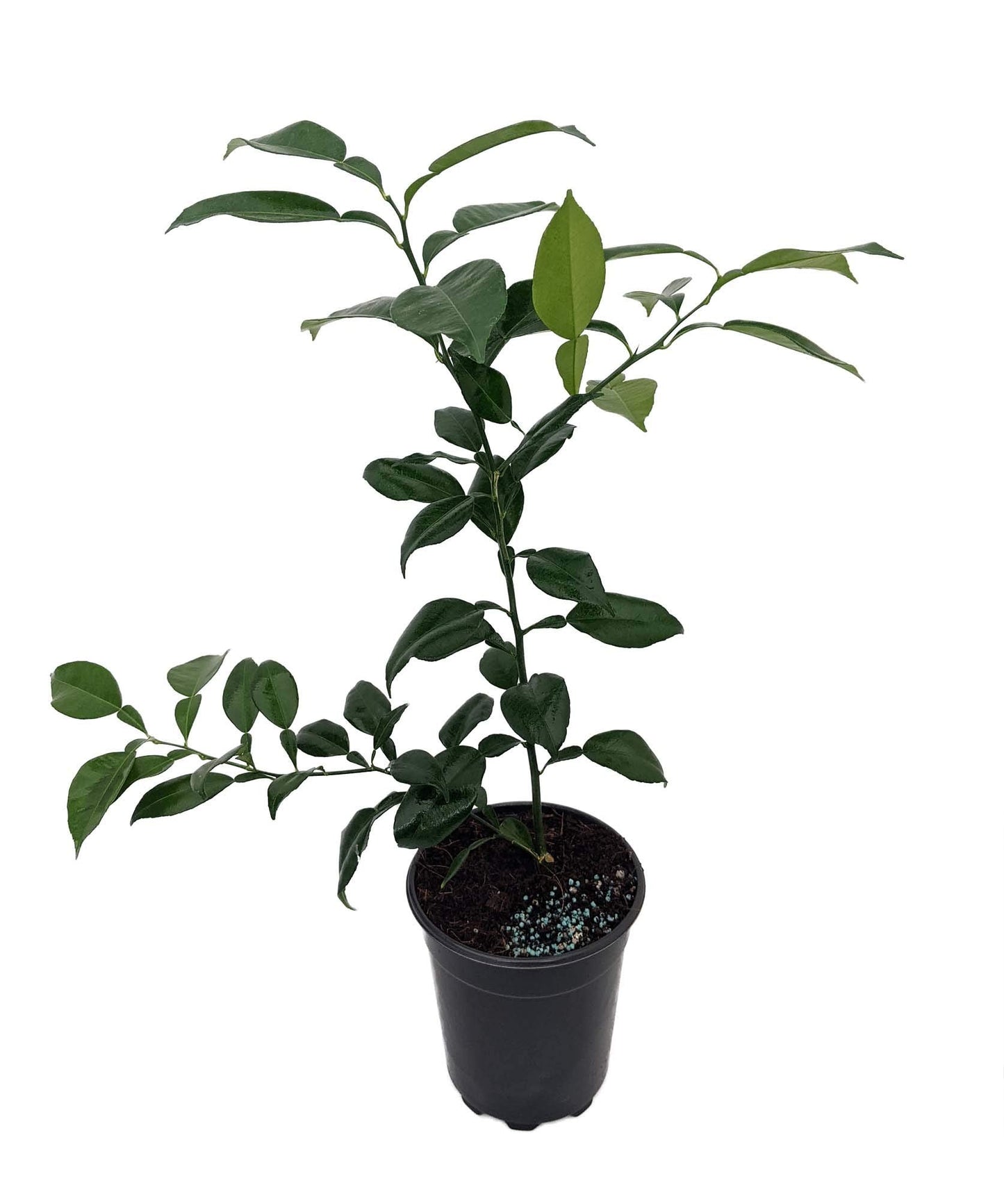 Rare Yuzu Citrus Tree - Indoors/Out - No Ship to Tx,Fl,Az,Ca,La,Hi - 5" Pot