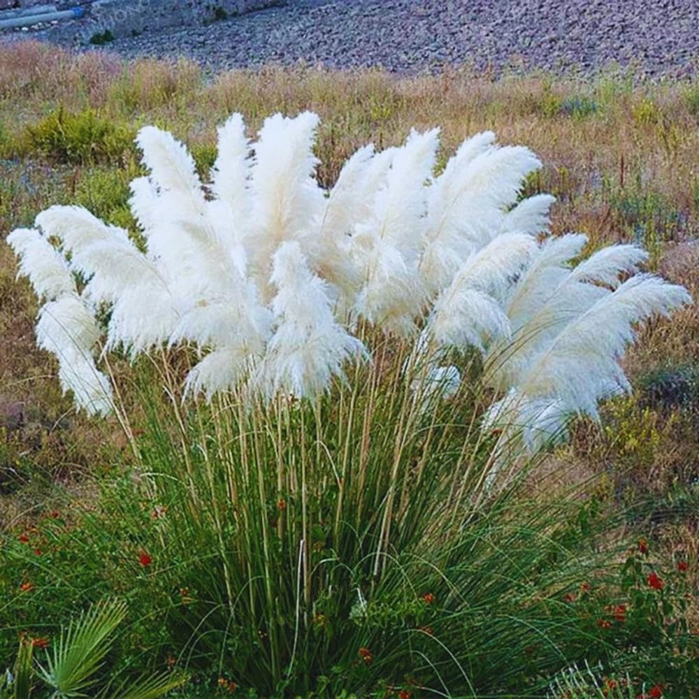 White Pampas Grass Plant Live, 4'' Potted, Perennial Ornamental Pampas Grass Live Plant, 4 to 7 Inc