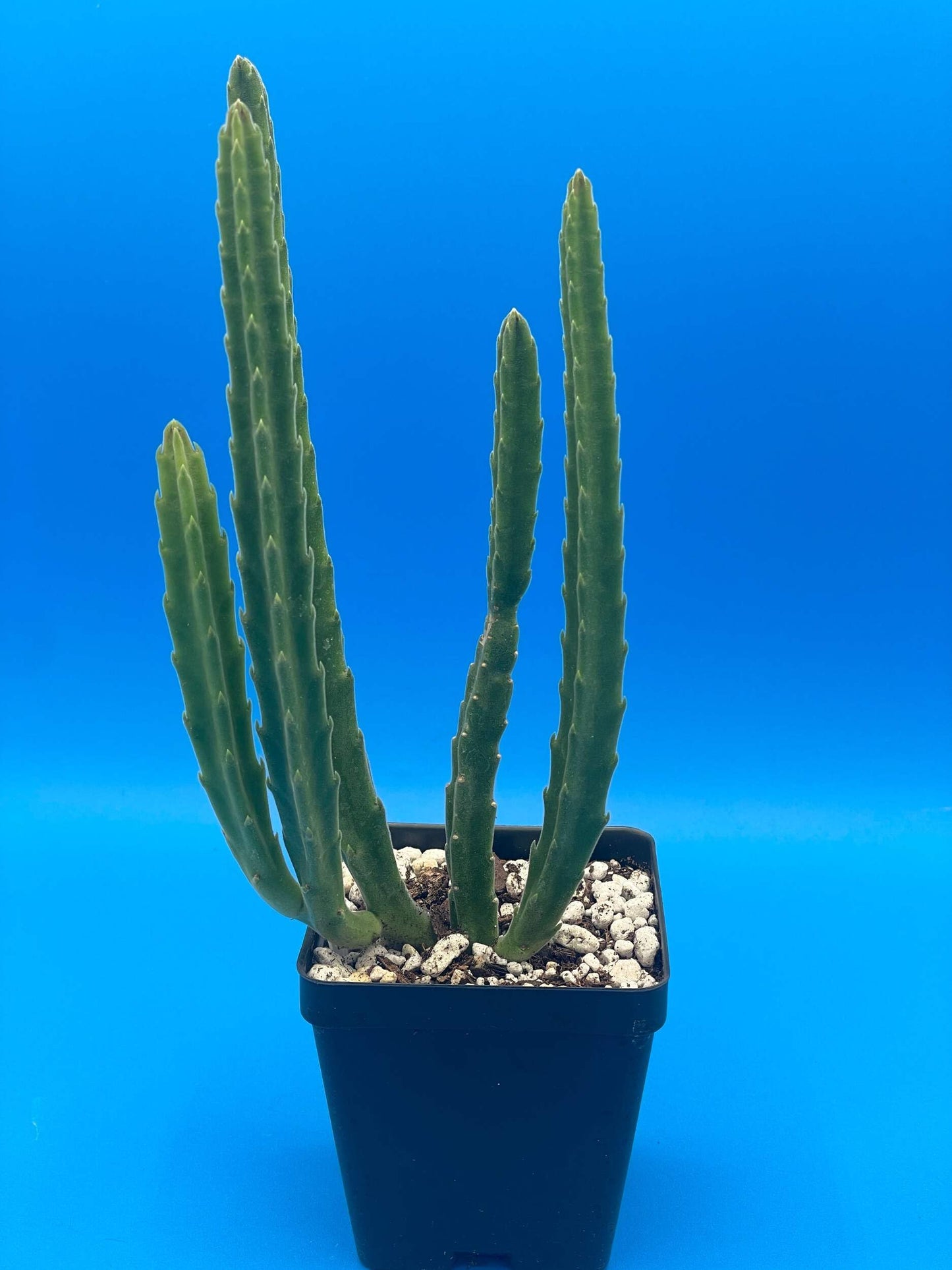 Stapelia Leendertziae 3.5 Inch Potted Plant Well Rooted Starfish Cactus - No Shipping to California Or Arizona!