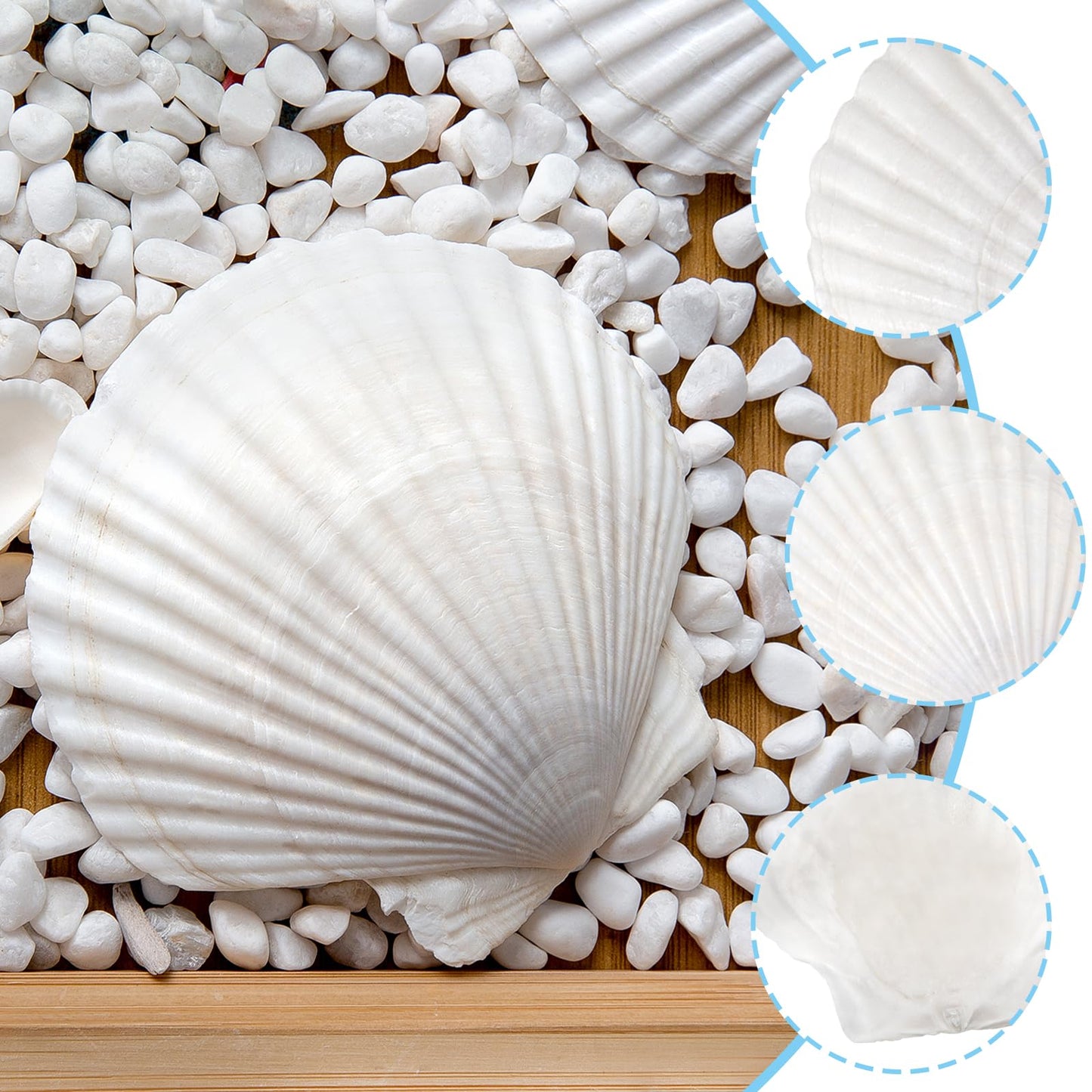 10PCS Large Natural Scallop Shells, 4''-5'' Large Shell for Crafts, DIY Painting, Baking and Beach Wedding Decorations - Large White Seashells Bulk for Ocean Themed Parties and Home Decor