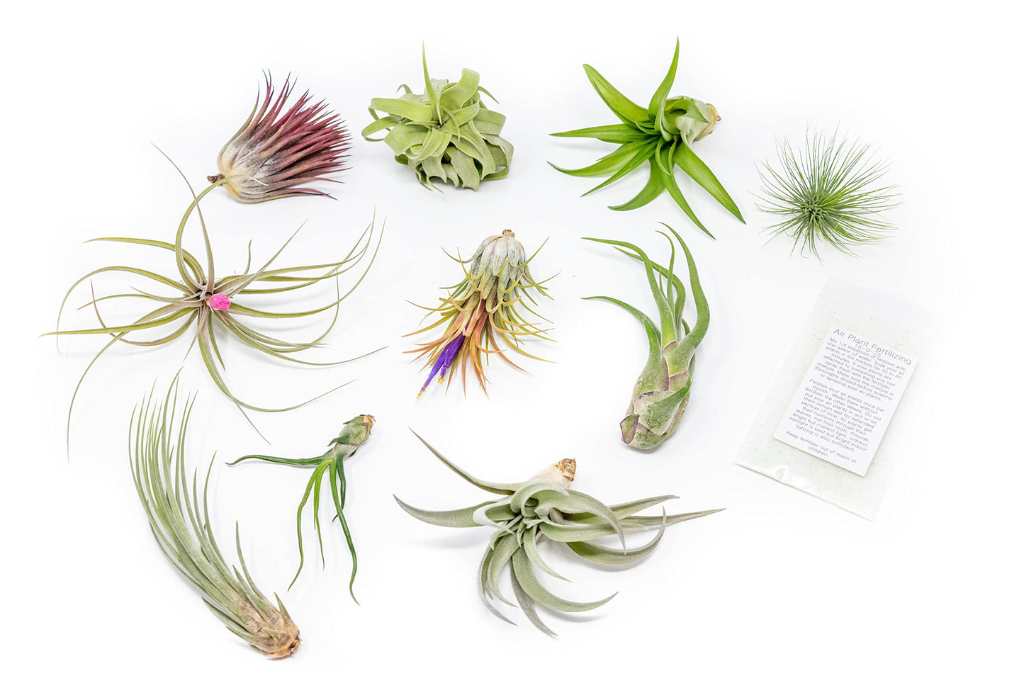 Grab Bag Pack Small & Medium Air Plants - Fertilizer Packet - Wholesale - Bulk - Live Tillandsia - Easy Care House Plant - Succulents, 10 Count (Pack of 1)