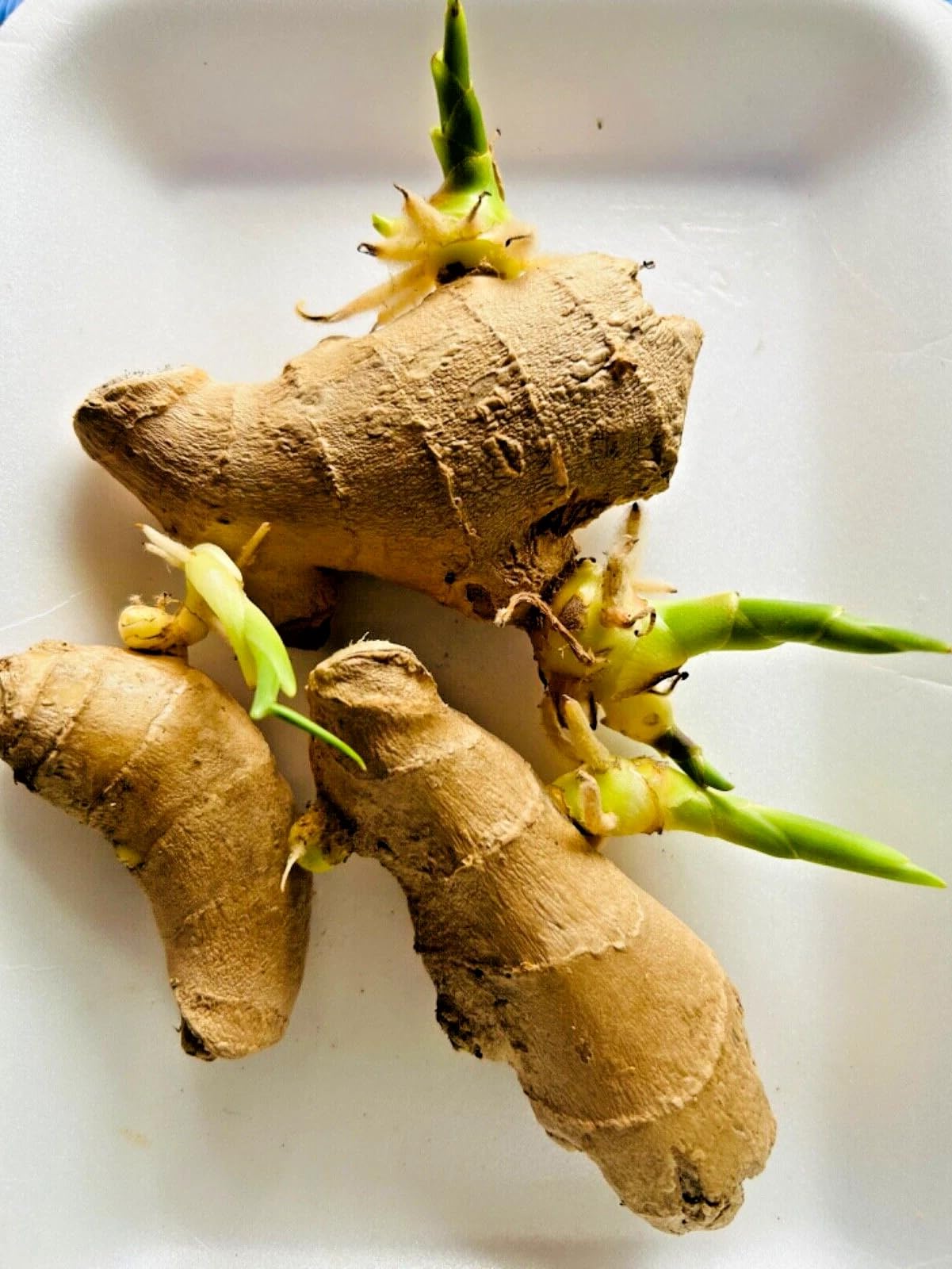 3 Live Sprouting Ginger Roots - Ready to Plant Zingiber officinale Rhizomes - Indoor/Outdoor Container Friendly Culinary Herb - Fast Growing High-Yield Harvest