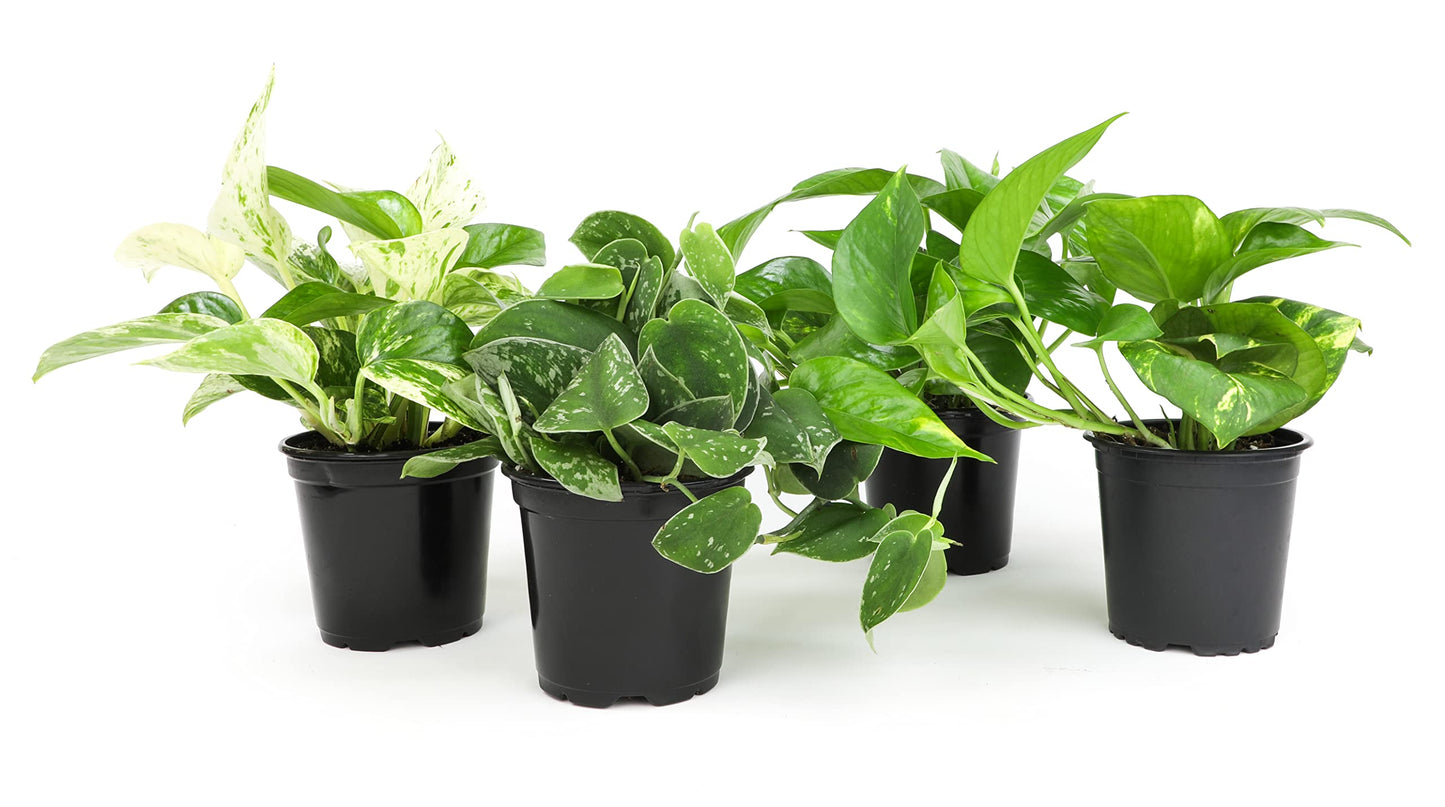 Altman Plants Live Succulents (20 Pack) & Live Pothos Plants (4PK) Indoor House Plants