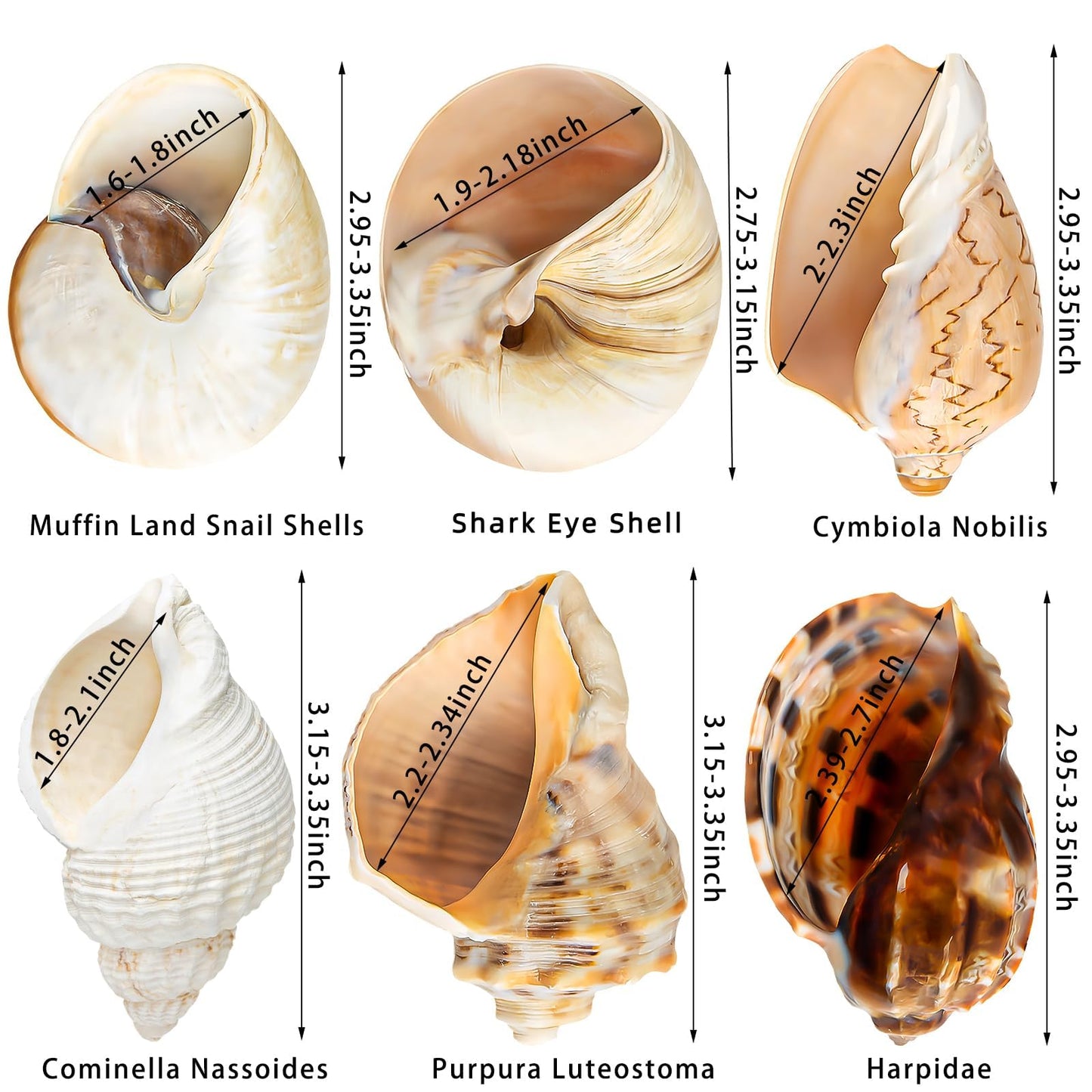 6PCS Large Hermit Crab Shells | Natural Sea Conch Size 3" - 3.5", Opening Size 1.5" - 2.5" | Turbo Seashells for Hermit Crab Supplies and Beach Decoration Large Sea Shell