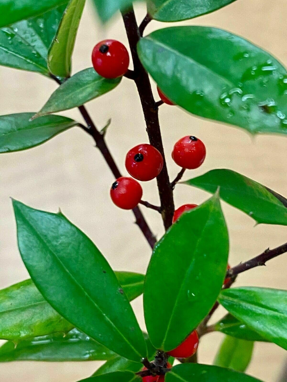 Live Plant - 2 Foster Holly Trees/Shrubs - Live Plants - 6-12" Tall Seedlings - Quart Pots