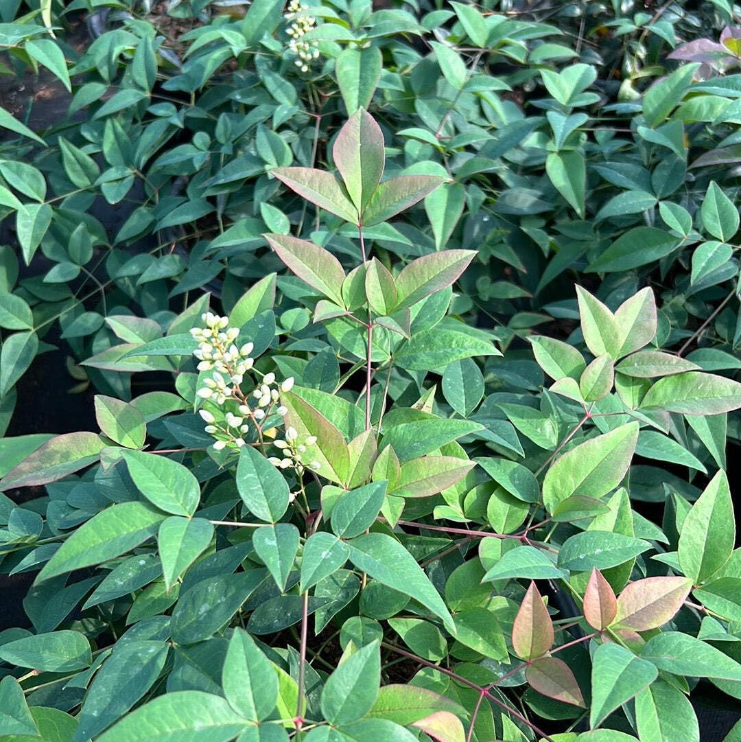 Harbor Belle Heavenly Bamboo, 3 Gallon, Evergreen Shrub