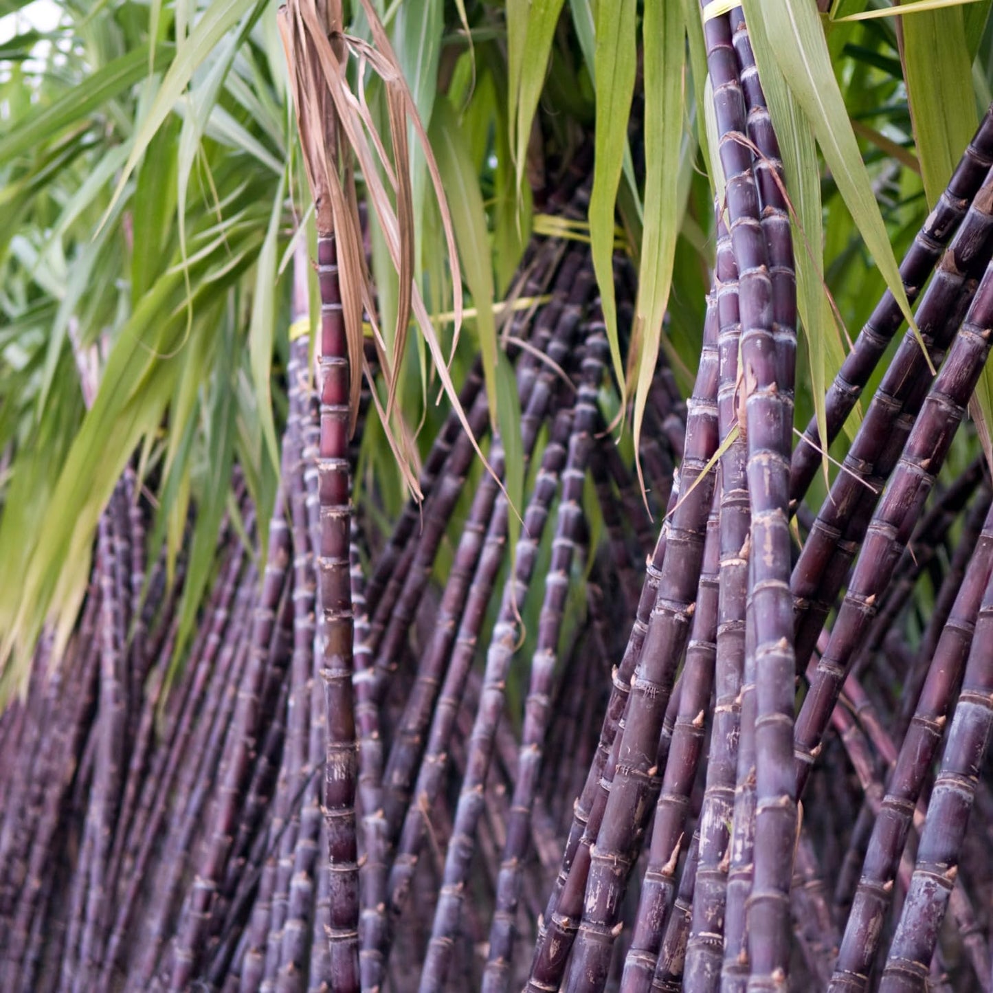 30 Purple Sugarcane Cuttings, Fresh Sugar Cane Stalk Cuttings with 2-3 Nodes for Planting, Fast Growing Tropical Garden Plant, No Ship to CA