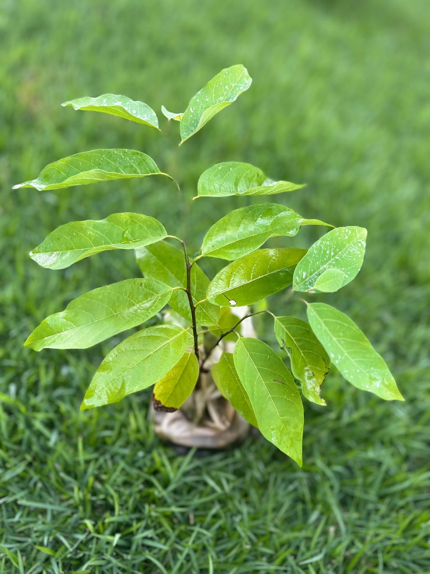 Sugar Apple Tree – 8–12 in Live Tropical Fruit Tree Seedling (Annona squamosa) | Naturally Grown from Seed | Sweet, Custard-Like Fruit | Rare Fast-Growing Live Plant for Home Garden or Patio