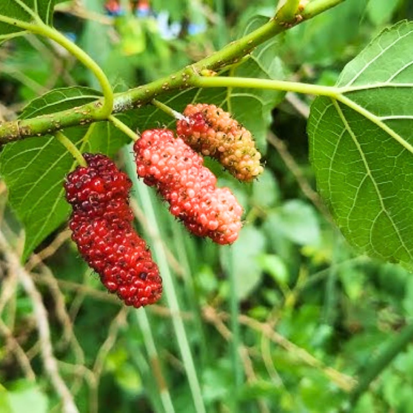 3-Pack Mulberry Plants Live for Planting, 5-9” Tall, Sweet Mulberries Trees Live (Red Mulberry)