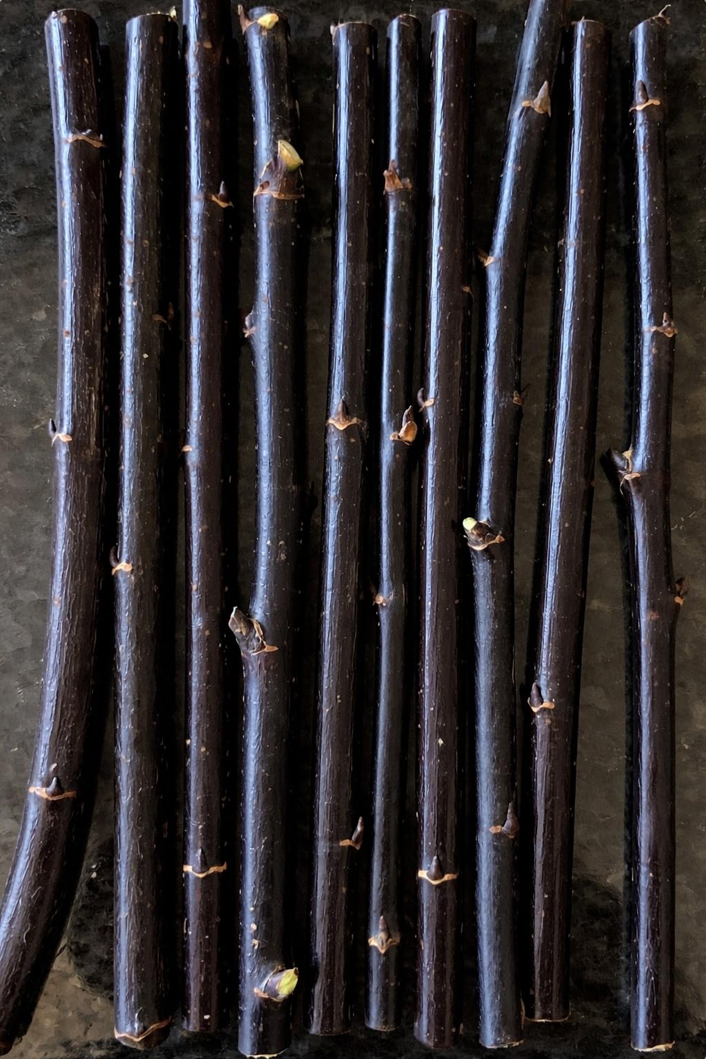 Blackskin Willow Bush Cuttings for Growing - Stunning Black Bark, Great for Privacy and Basket Weaving, Vase Filler or Crafts (10 Count)
