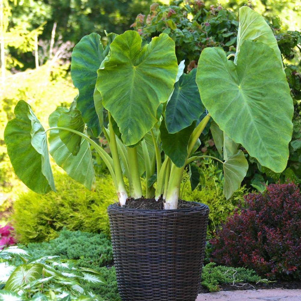 10 Large Bulbs x Super Large Tropical Leaf Plant edoe Taro colocasia Elephant Ear corms
