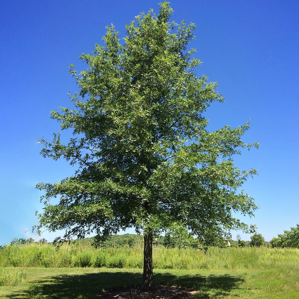 Nuttall Oak Tree, Adaptable, Deciduous, Shade Tree, Acorn Producing, 5 gal, Nursery Pot