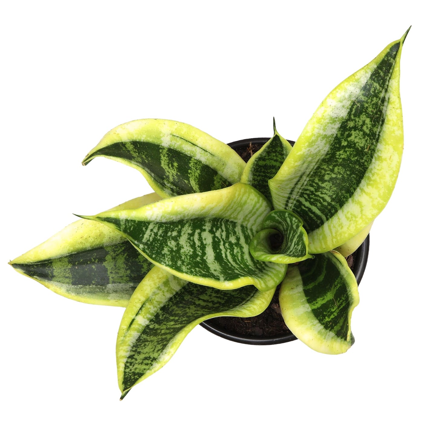 Altman Plants Live Snake Plant (Superba), Approx. 13" Tall, Virtually Indestructible, Easy Succulent Houseplant, 4 in Pot