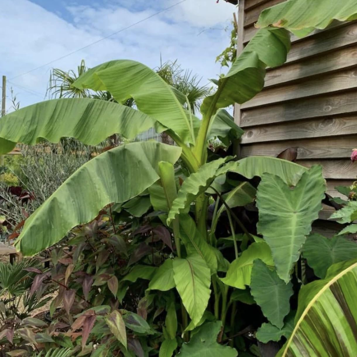 Musa Basjoo Banana Tree - 1 Ft. Tall Cold Hardy Banana Plant - Rapid Growth - Easy Care (4-6 Inches)