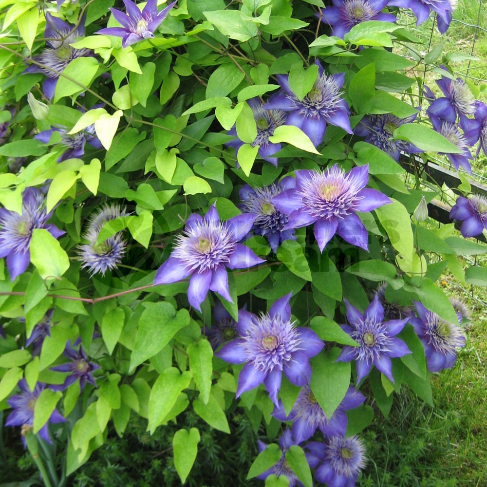 Multi Blue Clematis - NEW! - Navy Blue Double Flower - 2.5" Pot
