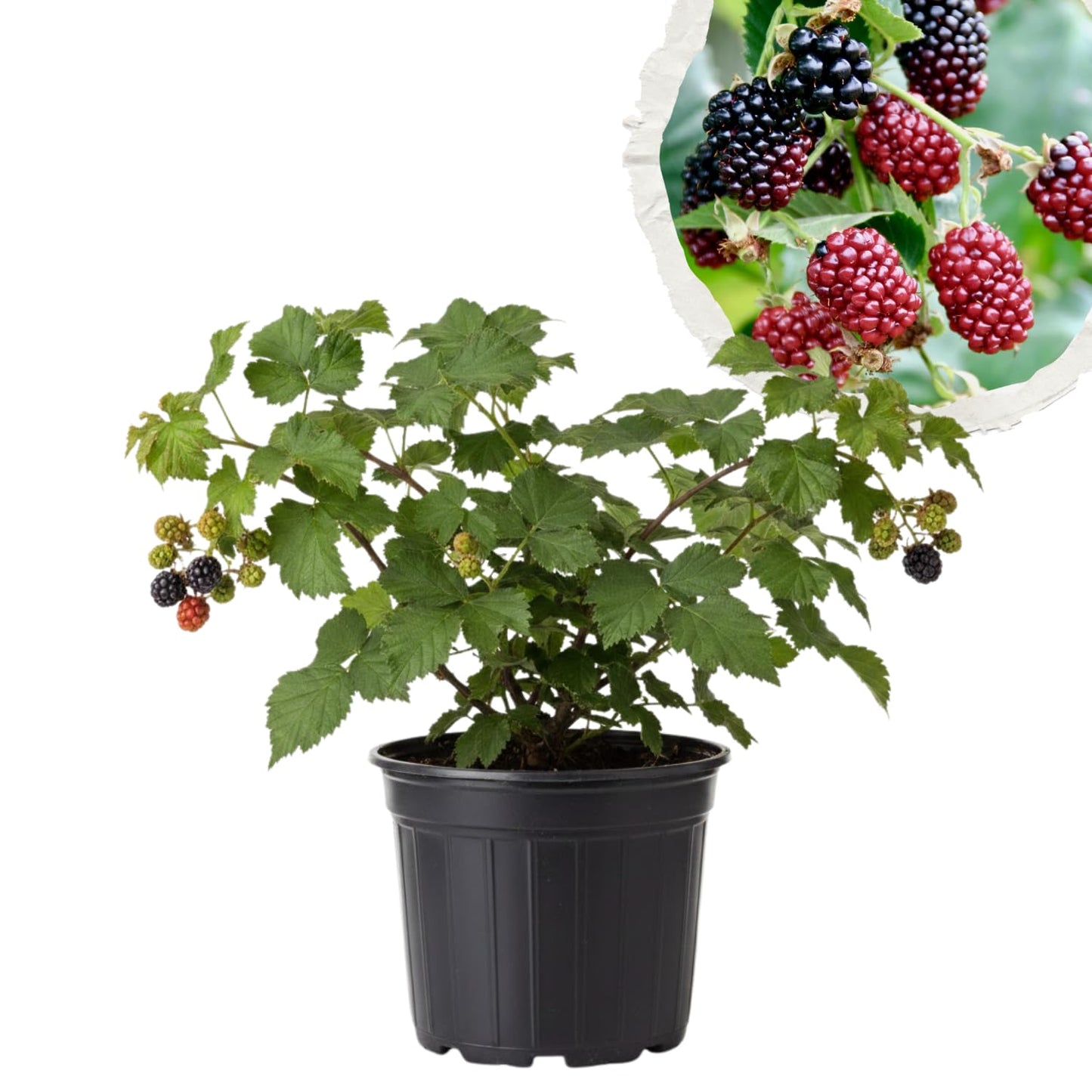 2 Boysenberry Plant Live, Edible Fruit Tree Live Plant, Sweet Berry Bush, 4-6'' Tall, Well Rooted for Outdoor Garden