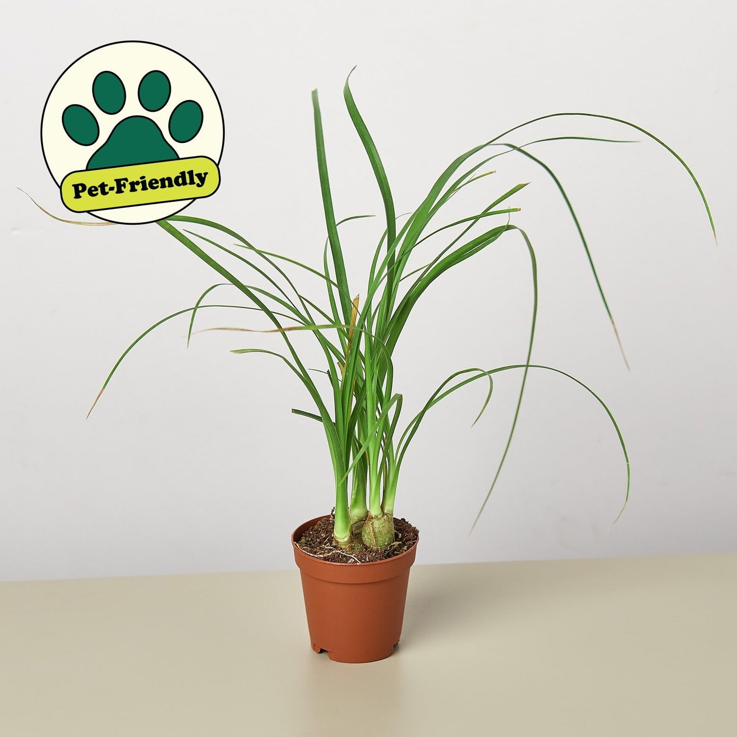 Palm 'Ponytail' | Live Plant for Indoor & Outdoor | for Living Room, Office, Bathroom | (3" Pot)