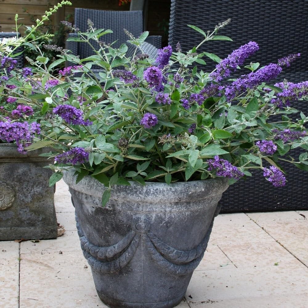 Live Plant - Flutterby Petite Blue Heaven Dwarf Butterfly Bush - Live Plant - (2.5 Qt)