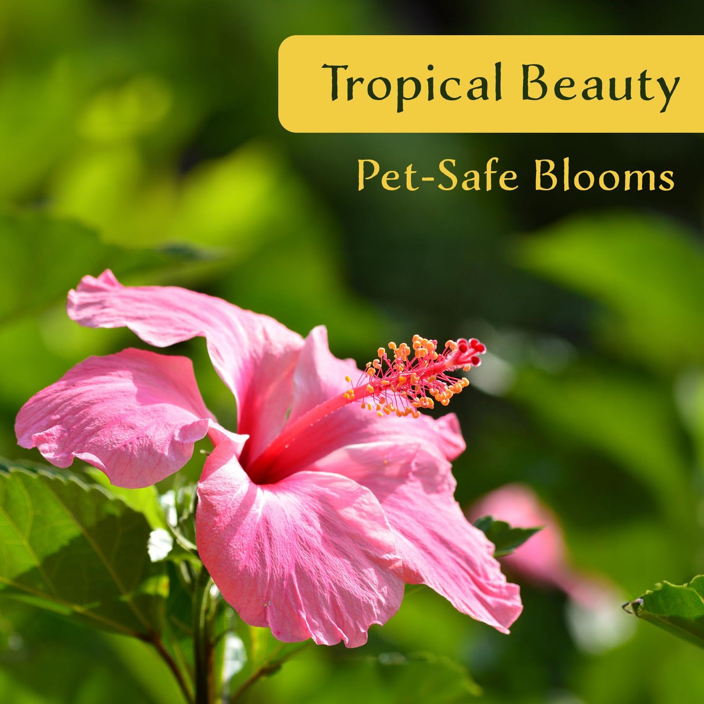 2 Angus Galt Hibiscus in 3.5" Nursery Cubes | Hibiscus ‘Angus Galt’ | Tropical Pink Flowering Shrub for Containers, Patios & Gardens | Live Starter Plants