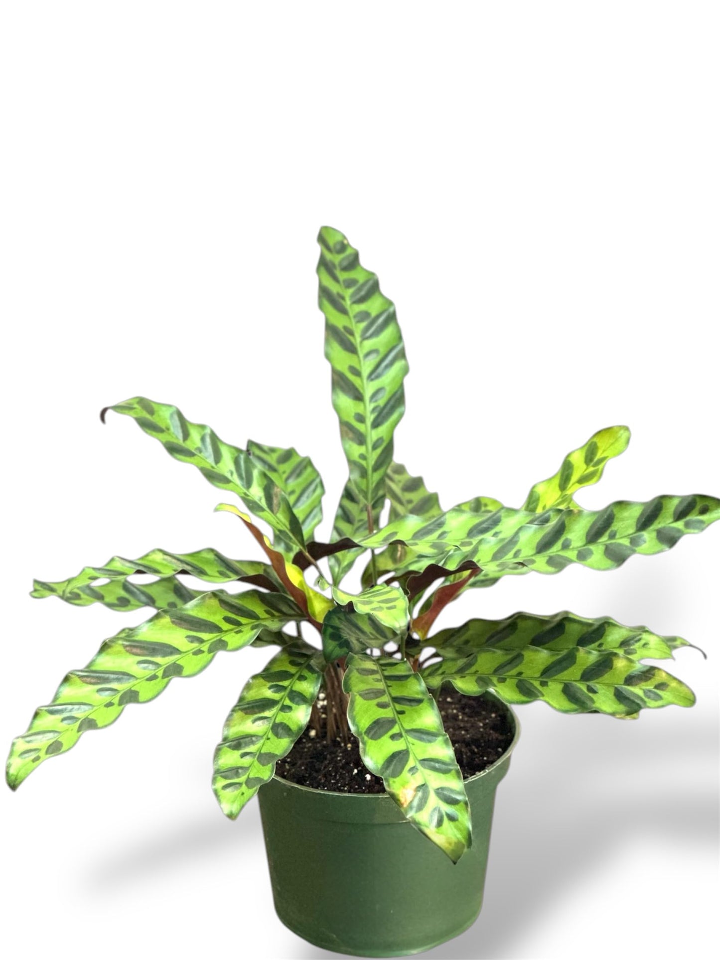 Calathea Lancifolia Live Plant, Rattlesnake Plant in 6 Inch Pot, Home Decor, Office Decor