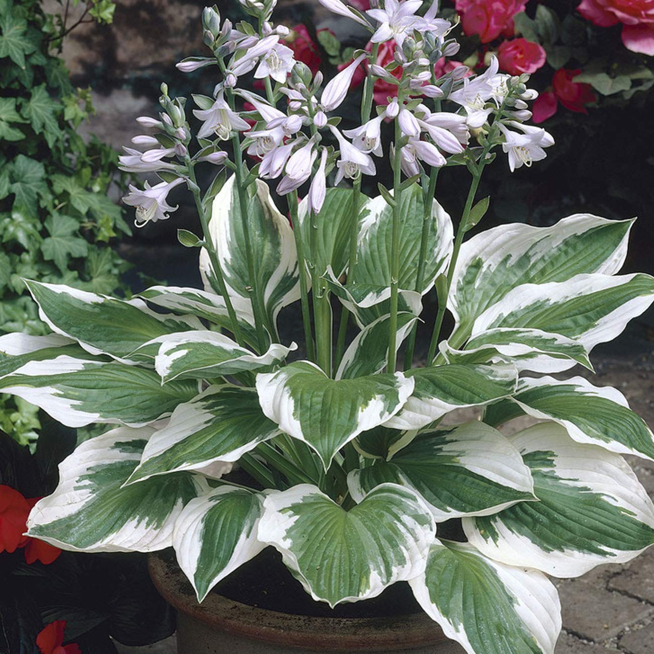 Van Zyverden Hosta Patriot Set of 3 Roots