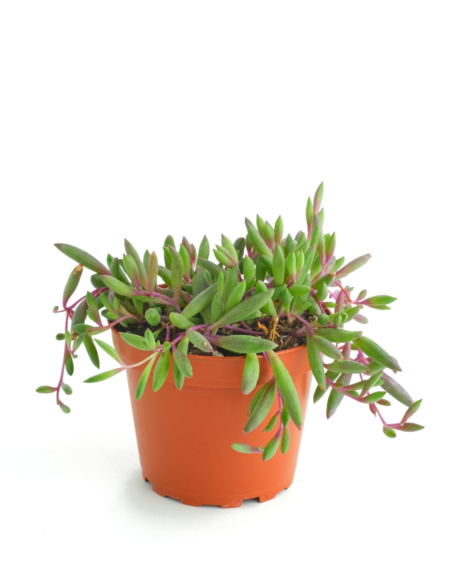 Shop Succulents Ruby Necklace Hanging Succulent, Othonna Capensis, Fully Rooted Live 4" Succulent Plant, Low Maintenance Indoor Plant, Trailing Succulents, Gift & Garden