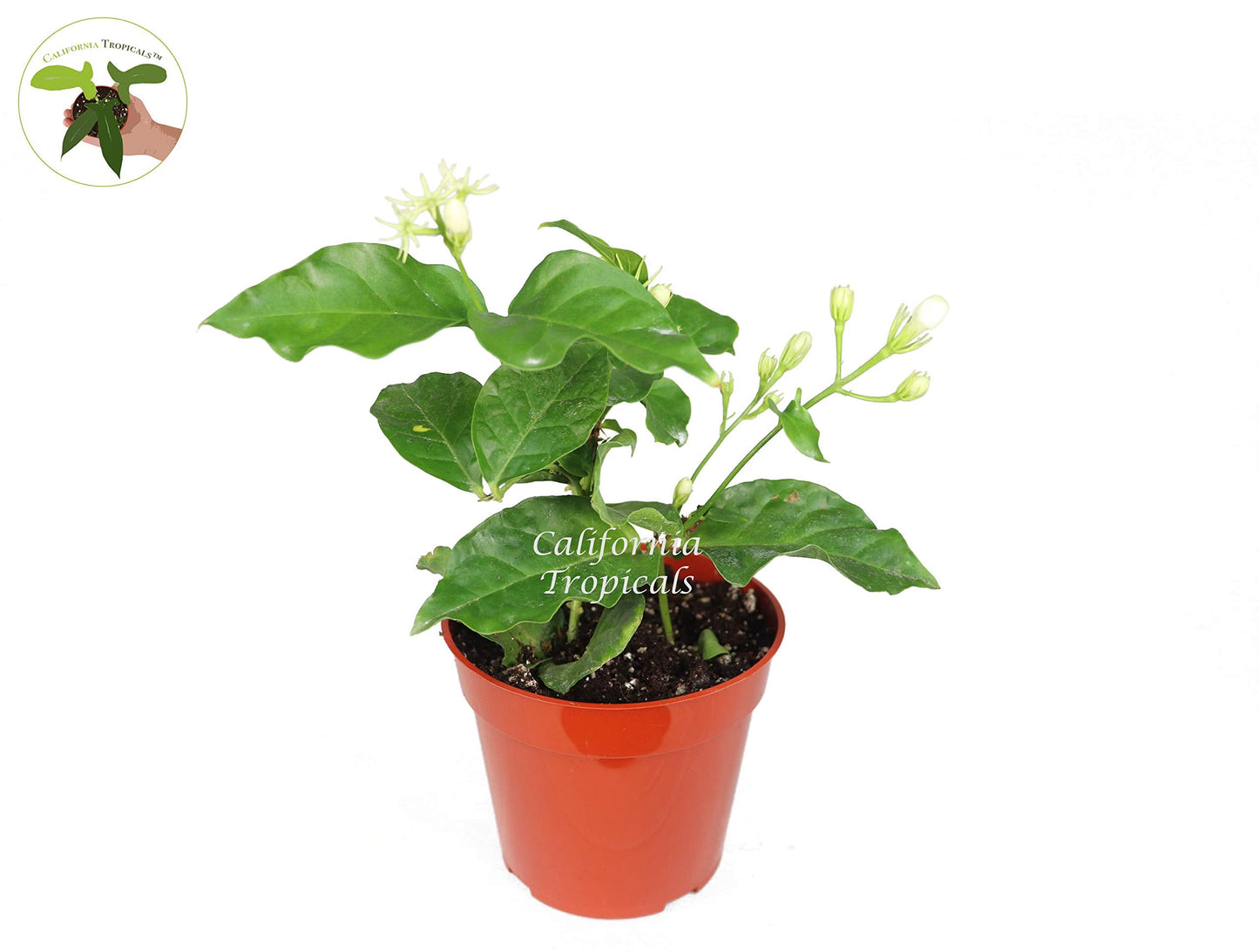Arabian Jasmine Sambac - 4" from California Tropicals
