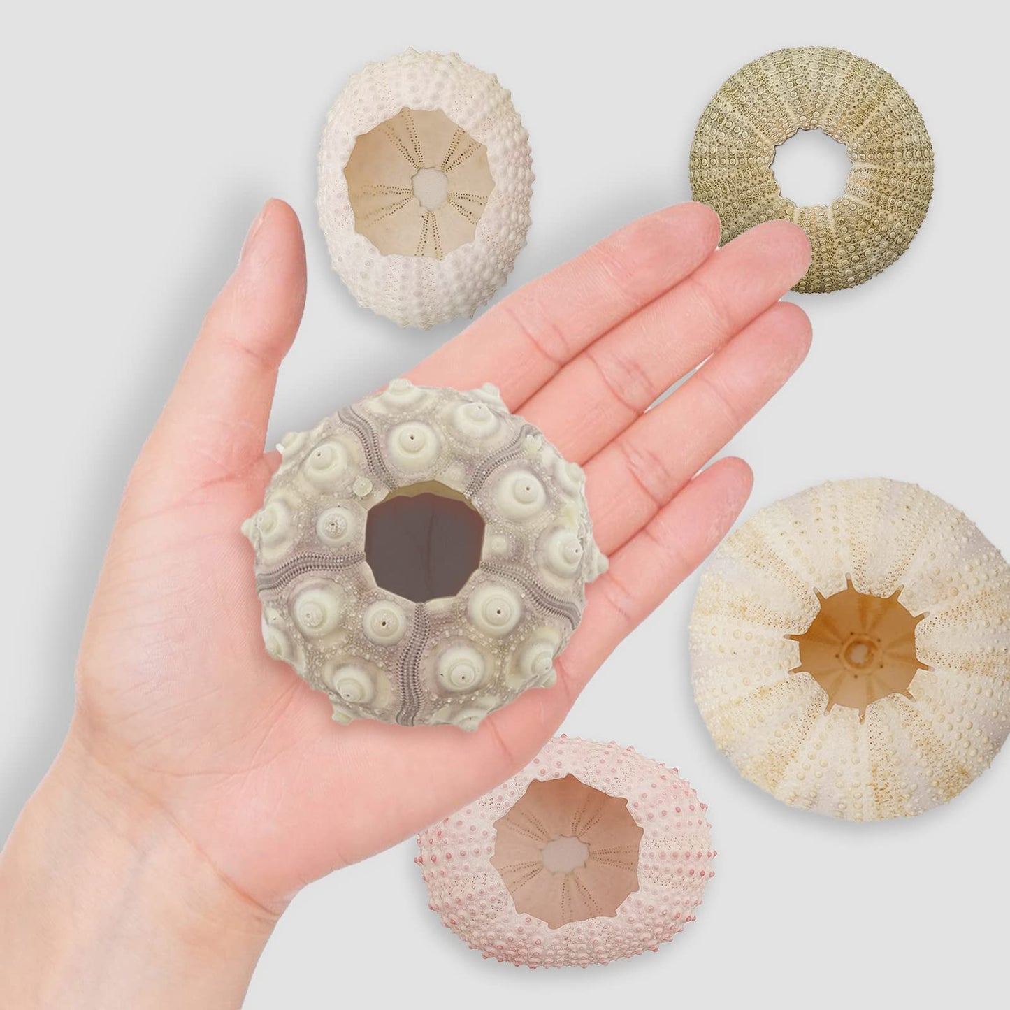 5 Pack Mini Sea Urchin Shell Hanging Pot-Air Plant Holder Hanging Decorative Cute Tillandsia Succulent Display Container with Rustic Ropes for Home Garden Beach Theme Party Wall Indoor Outdoor Decors