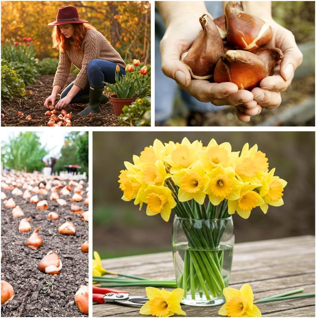 Pink Charm Daffodil Bulbs for Planting - Easy to Grow Perennial Flowers for Garden or Containers (5 Bulbs)