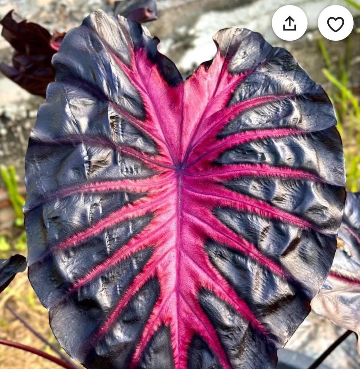 Live Plant - Colocasia esculenta- Elephant Ear - Small Rooted Starter Plant