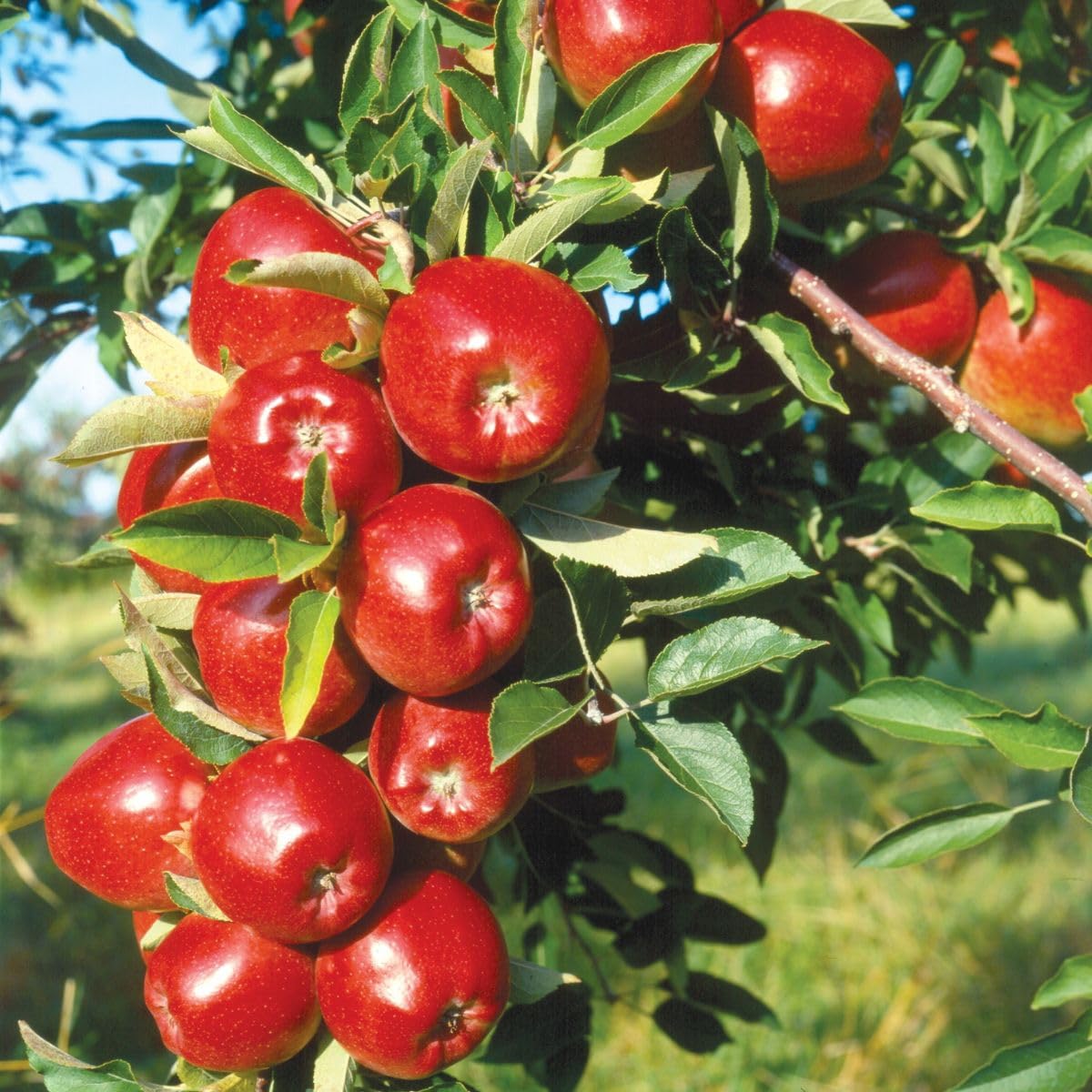 Red Delicious Apple Tree, 1 Gallon Live Nursery Pot, Sweet, Juicy Fruit | Arbor Day Foundation (Due to Agricultural Laws, Unavailable to CA, WA or AZ)