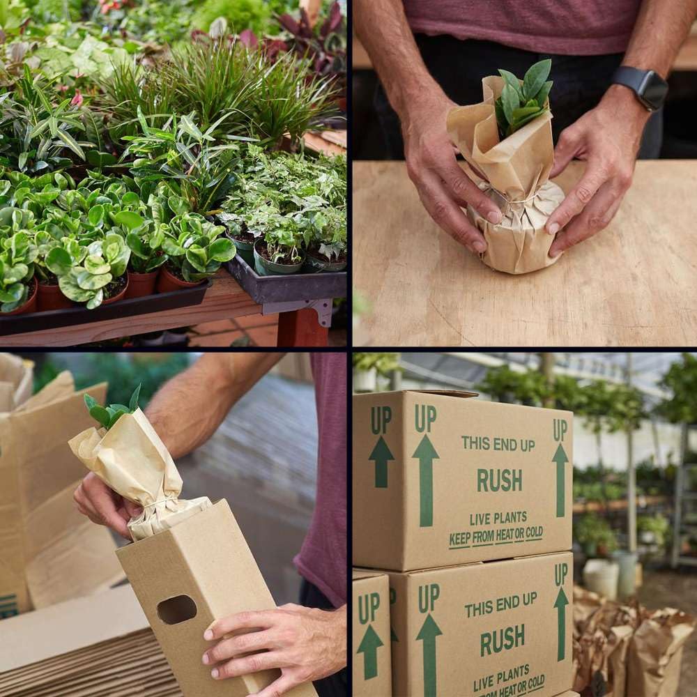 Nettle Silver Sparkle | Solanum Elaeagnifolium | Live Plant for Indoor | Different Houseplants in 4'' & 6'' Pot | Real House Plant for Living Room, Office, Desk & Bathroom