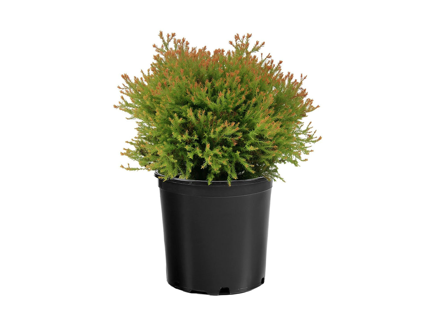 Fire Chief Arborvitae Evergreen Shrub, Gold Spring Foliage, 1 Gallon