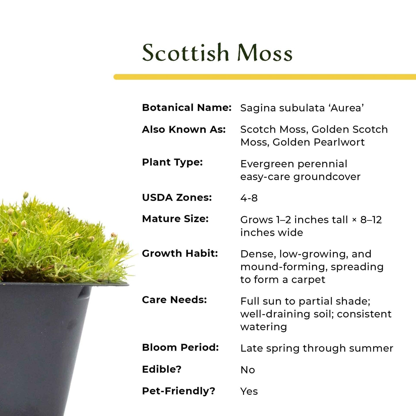 3 Scottish Moss – Soft Golden Evergreen Groundcover for Rock Gardens, Pathways & Containers (Sagina subulata ‘Aurea’) in 2.5″ Cubes, Live Plants