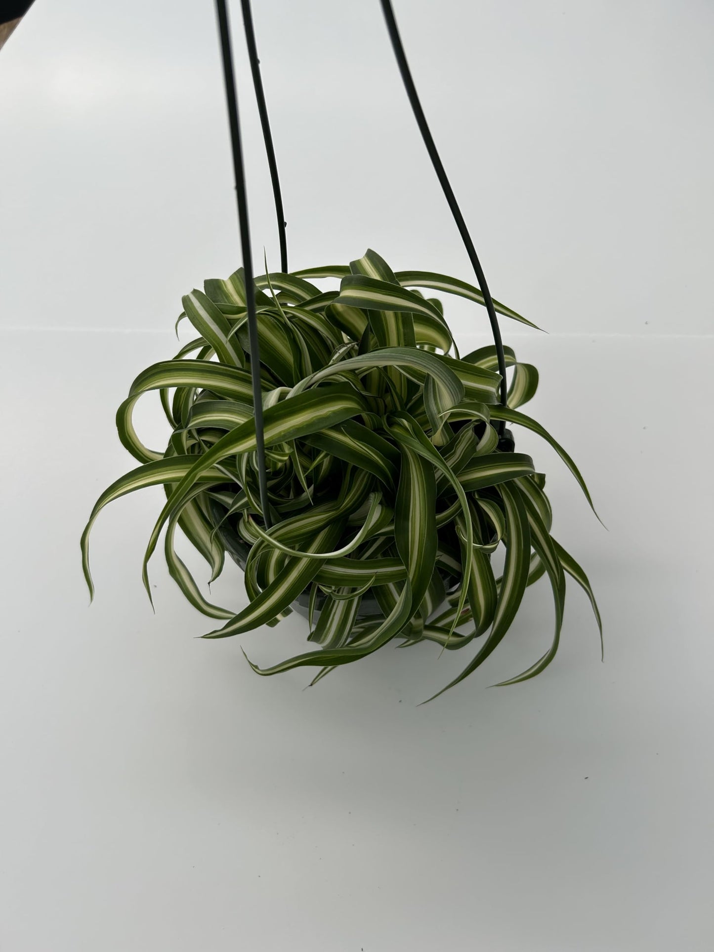 Bonnie Curly Spider Plant in Premium Hanging Basket ~ Perfect for Home and Office Decor