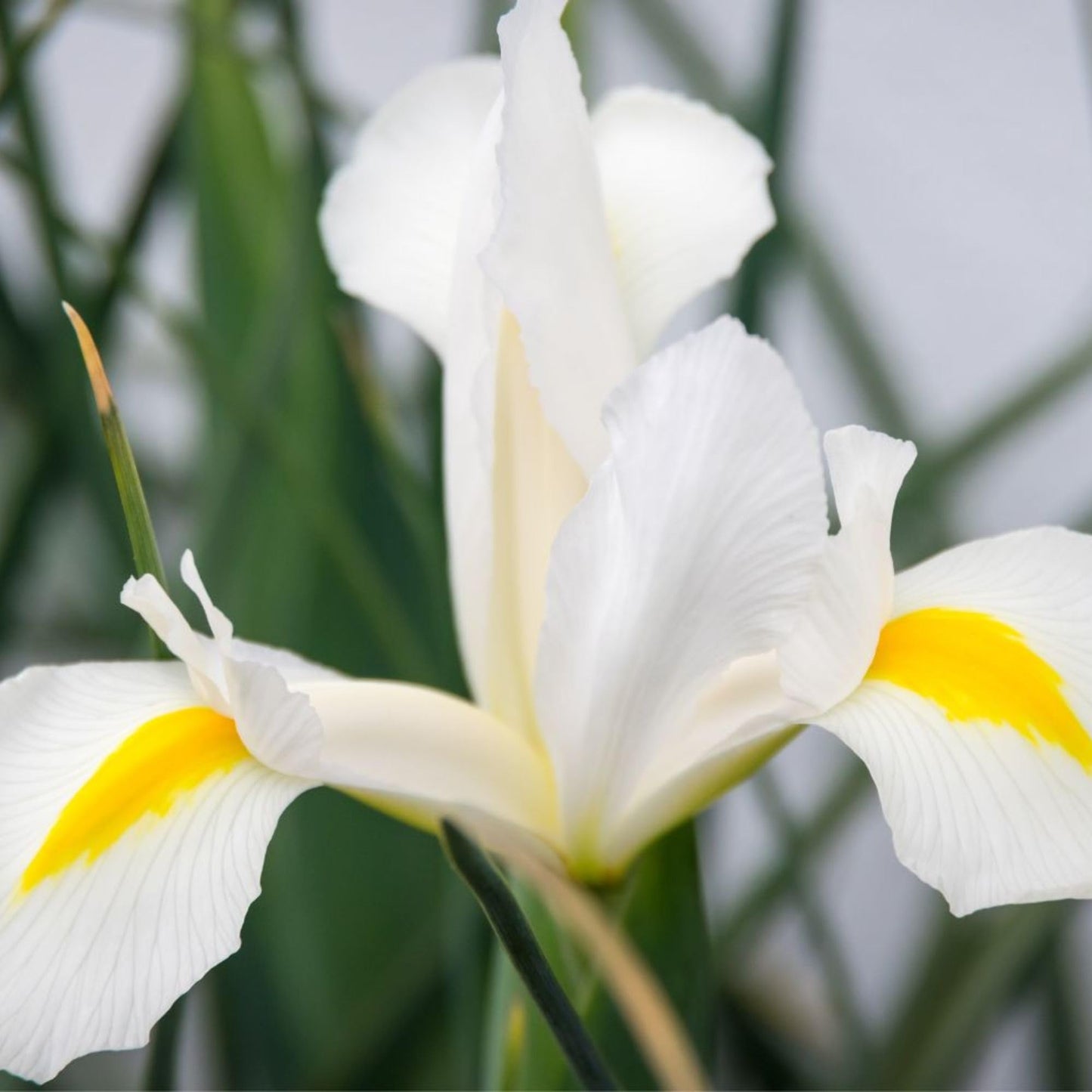 Dutch Iris ‘White Van Vliet’ Bulbs – Elegant White Hollandica Variety | Hardy Mid-Spring Blooms, Deer Resistant, Great for Naturalizing, Borders, and Long-Lasting Cut Flower Arrangements