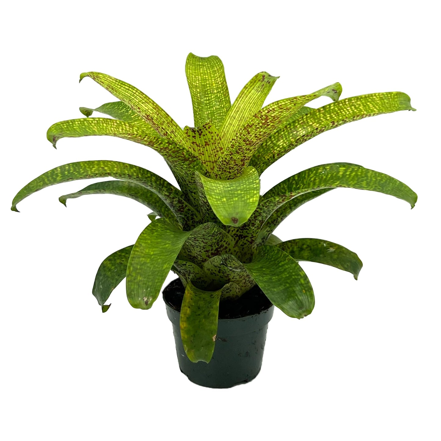 ragnaroc Live Plants – Bromeliad Vrisea Fenestralis, 4-8" in 4" Pot - 1ct - Live Arrival Guaranteed - House Plants for Home Decor & Gift