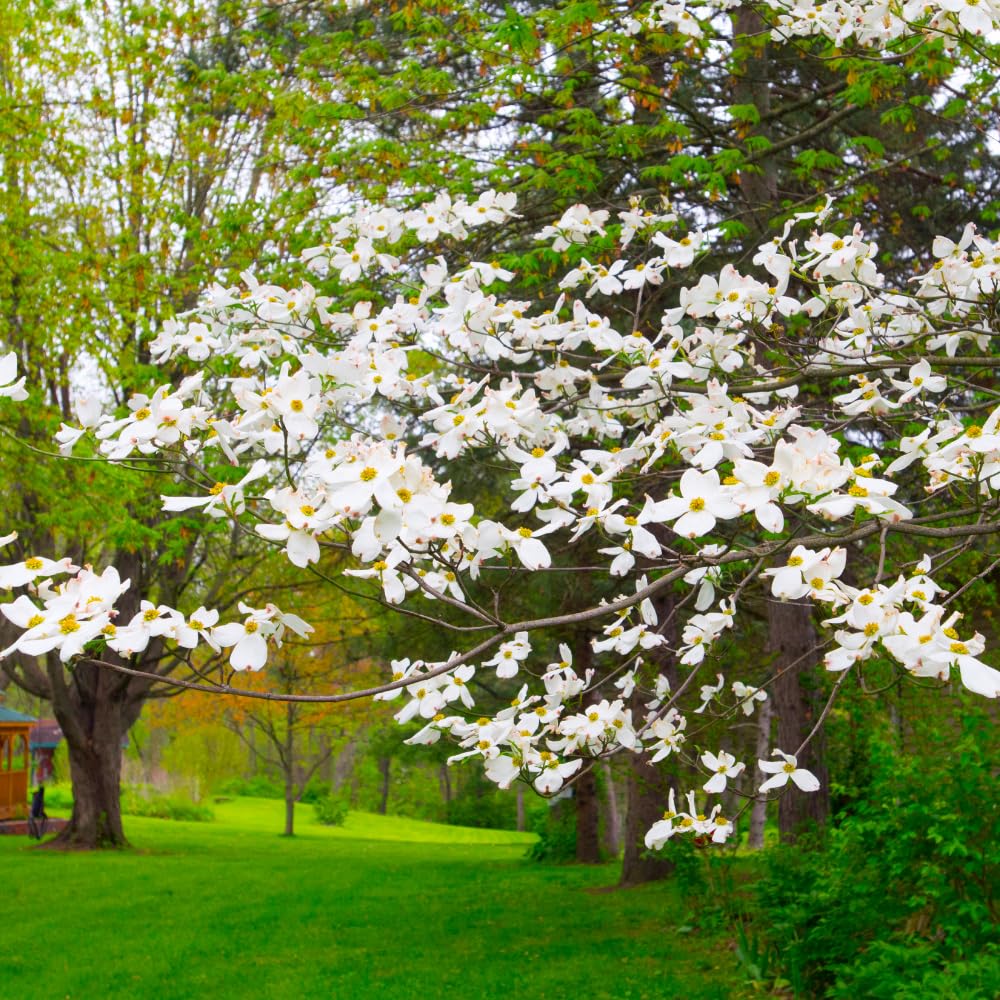 White Dogwood Tree Live Plant in Quart Pot, 8-10 Inches Tall, Dogwood Trees, White Flower for Spring Blooms